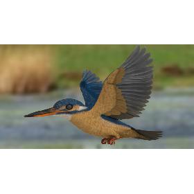 Common Kingfisher 3D